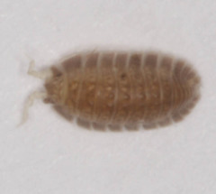 Armadilloniscus holmesi