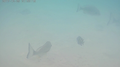 Acanthopagrus australis