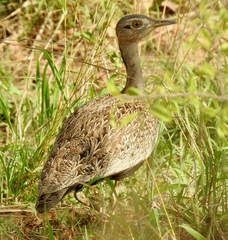 Eupodotis ruficrista