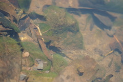 Poecilia reticulata