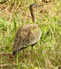 Eupodotis ruficrista
