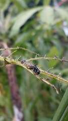 Doleschallia bisaltide