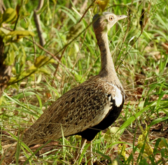 Eupodotis ruficrista