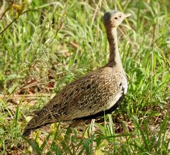 Eupodotis ruficrista