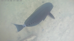 Prionurus microlepidotus