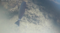 Prionurus microlepidotus