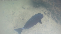 Prionurus microlepidotus