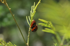 Dicranosterna immaculata