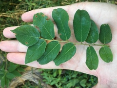 Amorpha ouachitensis