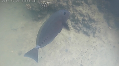 Prionurus microlepidotus