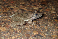 Limnonectes fujianensis