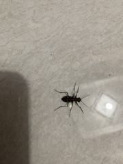 Cosmodela aurulenta aurulenta