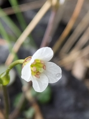 Cardamine basicola