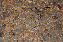 Limnonectes fujianensis