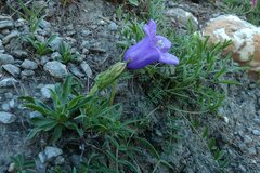 Campanula alpestris