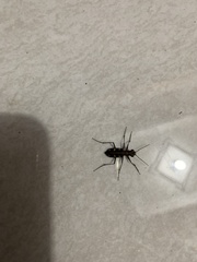 Cosmodela aurulenta aurulenta