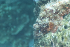 Scorpaenidae
