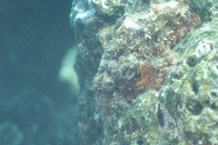Scorpaenidae