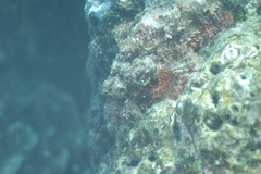 Scorpaenidae