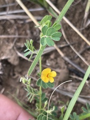 Aeschynomene brevifolia