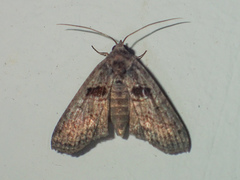 Lophoptera