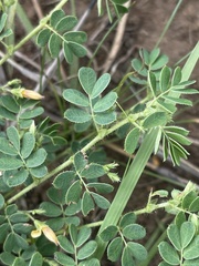 Aeschynomene brevifolia
