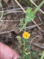 Aeschynomene brevifolia