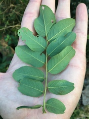 Amorpha ouachitensis