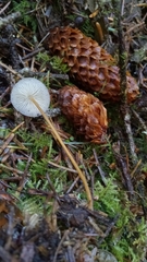 Strobilurus occidentalis