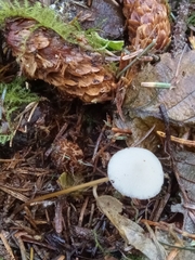 Strobilurus occidentalis