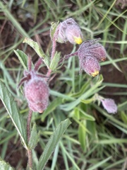 Hermannia grandistipula