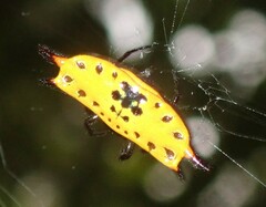 Gasteracantha quadrispinosa
