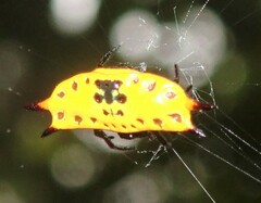 Gasteracantha quadrispinosa