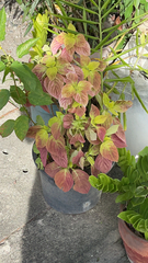 Coleus scutellarioides