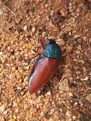 Sternocera chrysis