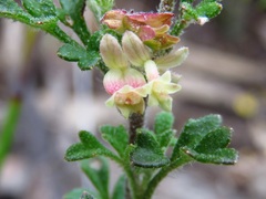 Xanthosia stellata