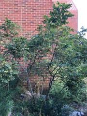 Amorpha ouachitensis