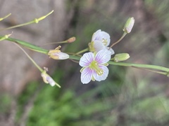 Heliophila rigidiuscula