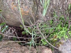 Heliophila rigidiuscula