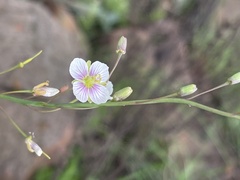 Heliophila rigidiuscula
