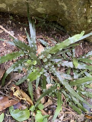 Asplenium attenuatum