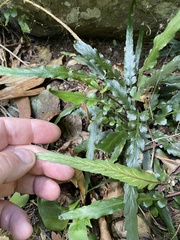 Asplenium attenuatum