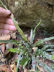 Asplenium attenuatum