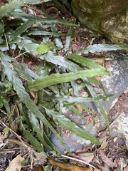 Asplenium attenuatum