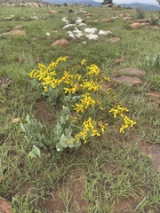 Senecio glaberrimus