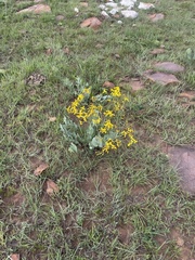 Senecio glaberrimus