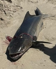 Rachycentron canadum