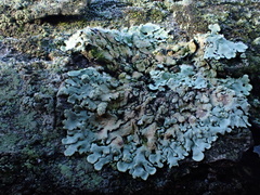Physcia tribacioides