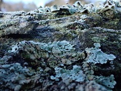 Physcia tribacioides