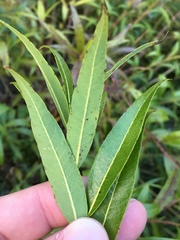 Amsonia illustris